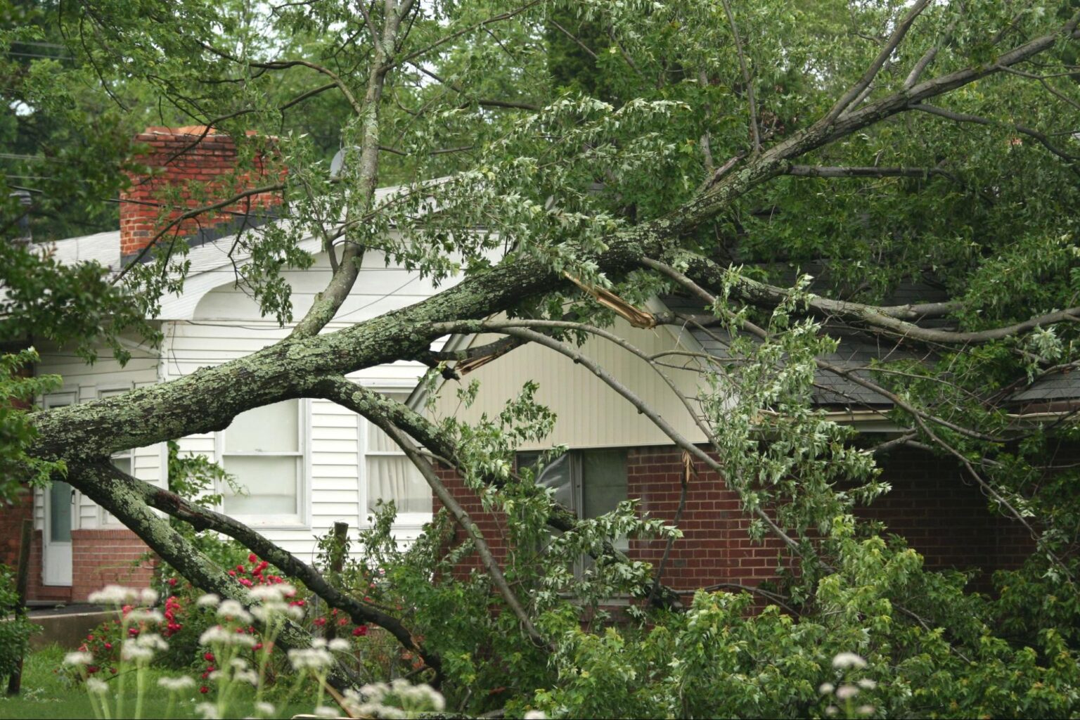 Emergency Tree Service
